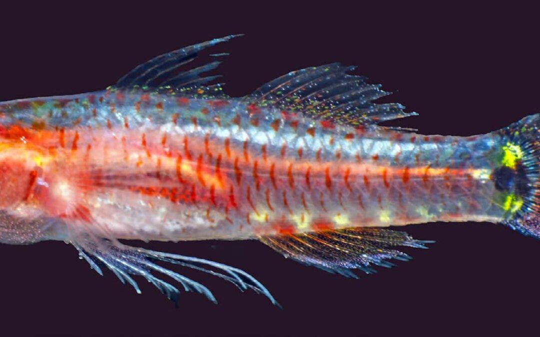PNG’s Volcanic Fjords Hid a Tiny New Fish Species: Eviota kathyae