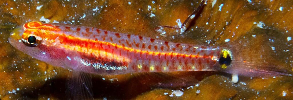 Eviota kathyae, underwater holotype, Tufi, Papua New Guinea. Image credit: Mark V. Erdmann. CC-BY-4.0