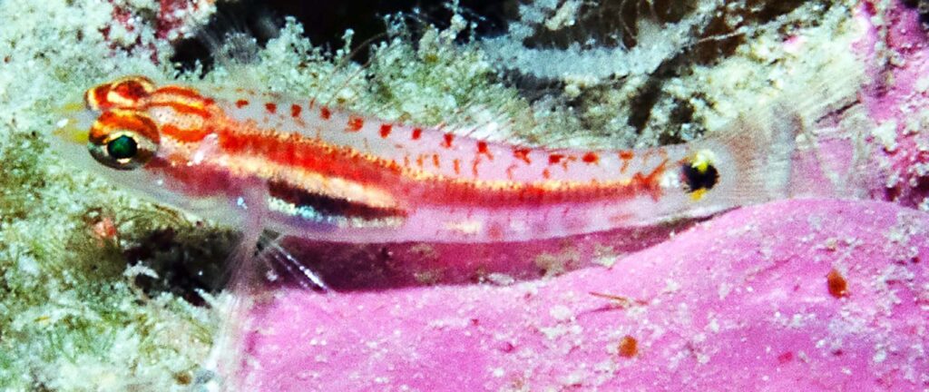 A good look at the live type specimen of Kathy's Dwarfgoby, Eviota kathyae, in situ at Tufi, Papua New Guinea. Image credit: Mark V. Erdmann. CC-BY-4.0