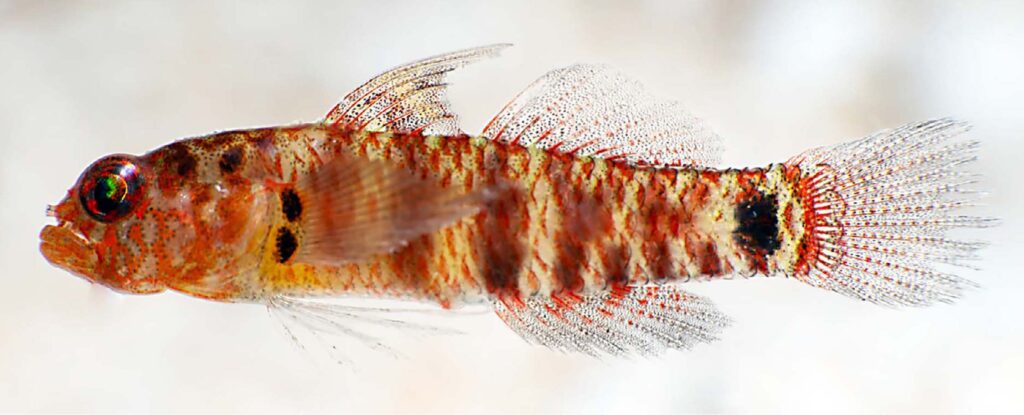 Eviota niedenthali from Bikini Lagoon, Bikini Atoll, Marshall Islands. Photo credit Mark V. Erdmann. CC-BY-4.0