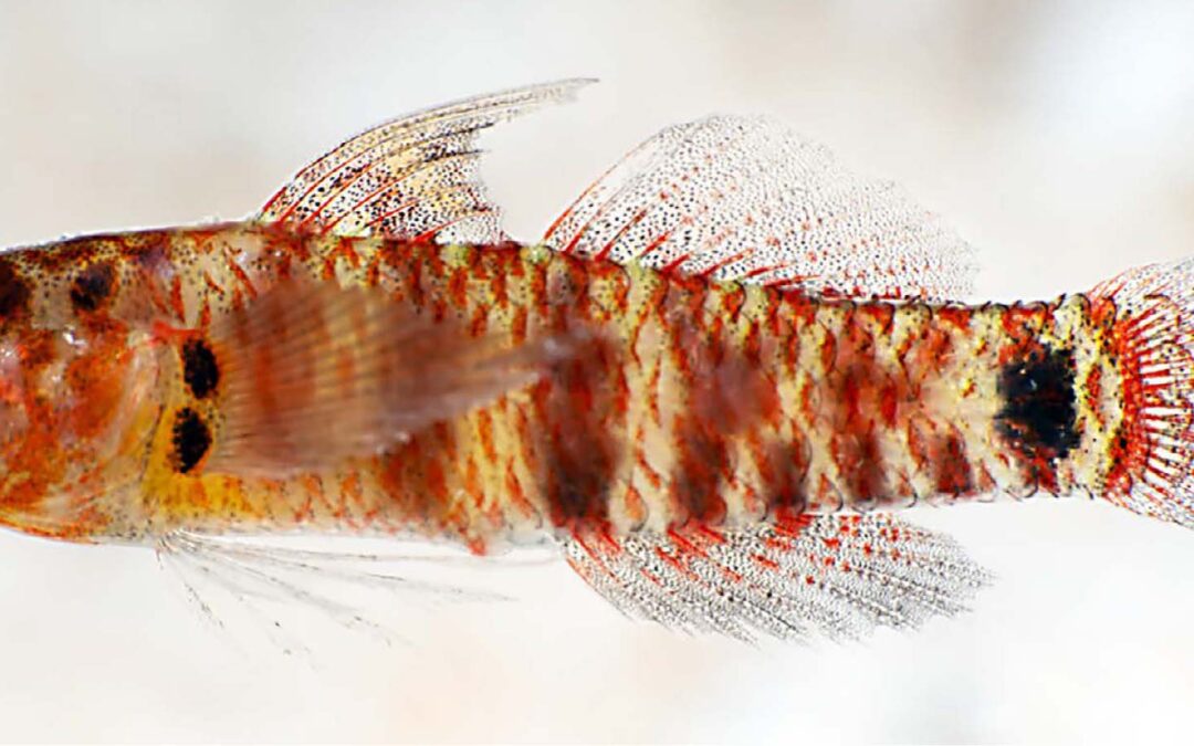 Bikini Atoll: Home to Science’s Newest Species of Eviota Dwarfgoby